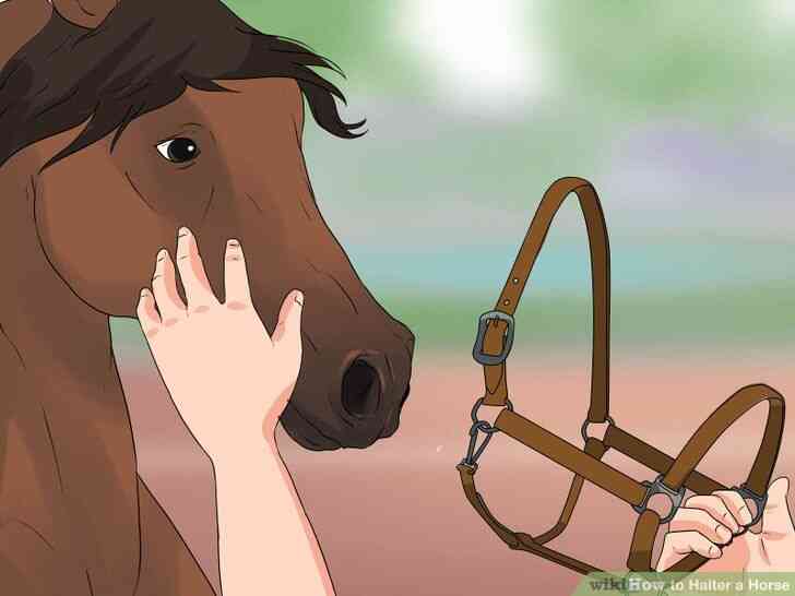 Image intitulée Licol Cheval Étape 15